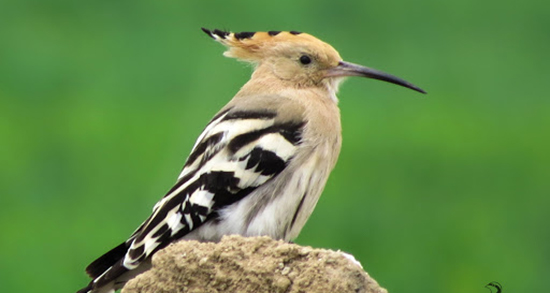 تعبیر خواب هدهد سیاه ، معنی دیدن هدهد سیاه در خواب های ما چیست تعبیر خواب هدهد سیاه ، معنی دیدن هدهد سیاه در خواب های ما چیست