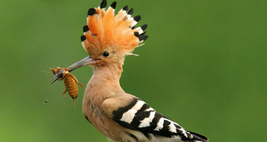 تعبیر خواب هدهد طلایی و قهوه ای و سبز و شانه به سر رنگی منوچهر مطیعی تعبیر خواب هدهد طلایی ، معنی دیدن هدهد طلایی در خواب های ما چیست