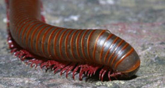 تعبیر خواب هزارپا در خانه ، معنی دیدن هزارپا در خانه در خواب های ما چیست