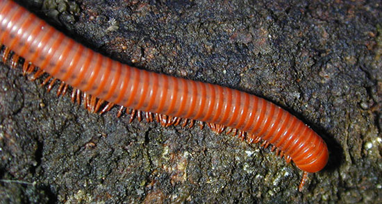 تعبیر خواب هزارپا قهوه ای ، معنی دیدن هزارپا قهوه ای در خواب های ما چیست