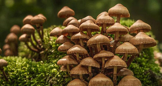 تعبیر خواب پرورش قارچ ، معنی دیدن پرورش قارچ در خواب های ما چیست