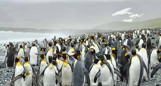 تعبیر خواب پنگوئن ابن سیرین ، معنی پنگوئن در خواب های ما از نظر ابن سیرین چیست تعبیر خواب پنگوئن ابن سیرین ، معنی پنگوئن در خواب های ما از نظر ابن سیرین چیست