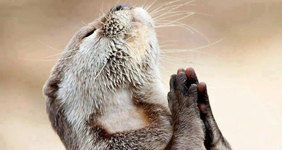 تعبیر خواب پوست سمور ، معنی دیدن پوست سمور در خواب های ما چیست