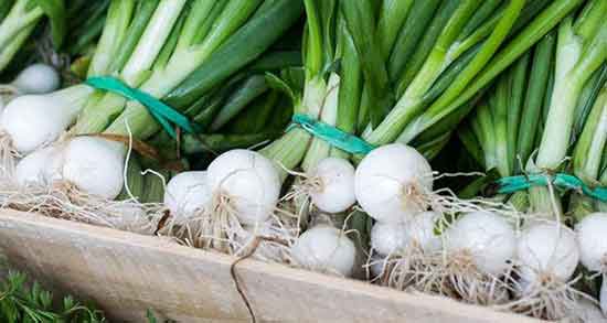 تعبیر خواب پیازچه زعفران ، معنی دیدن پیازچه زعفران در خواب های ما چیست