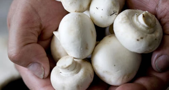 تعبیر خواب چیدن قارچ خوراکی ، معنی چیدن قارچ خوراکی در خواب ما چیست