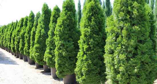تعبیر خواب کاشتن درخت سرو ، معنی کاشتن درخت سرو در خواب های ما چیست