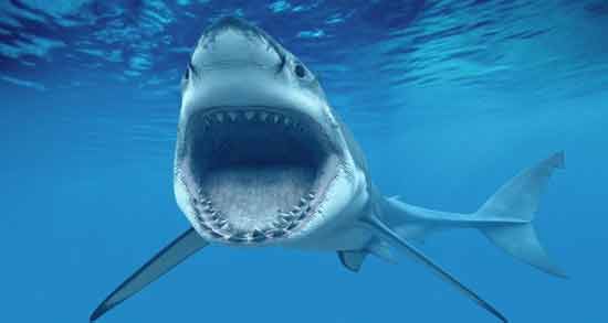 تعبیر خواب کوسه امام صادق ، معنی کوسه در خواب های ما از نظر امام صادق چیست تعبیر خواب کوسه امام صادق ، معنی کوسه در خواب های ما از نظر امام صادق چیست