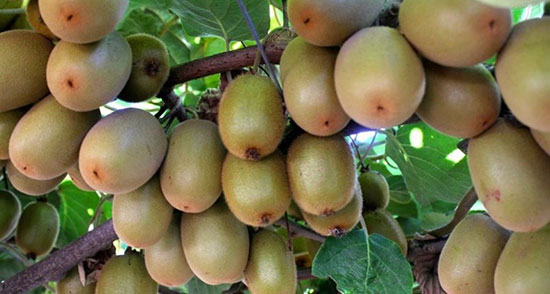 تعبیر خواب کیوی پوست کنده ، معنی دیدن کیوی پوست کنده در خواب چیست