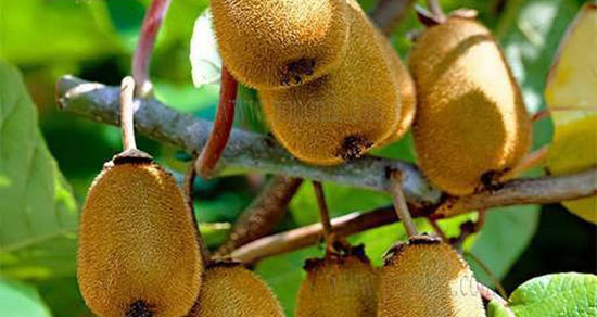 تعبیر خواب کیوی گندیده ، معنی دیدن کیوی گندیده در خواب های ما چیست