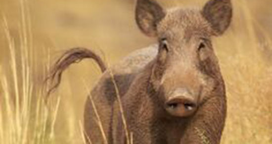 تعبیر خواب گراز ابن سیرین ، امام صادق و حضرت یوسف و منوچهر مطیعی