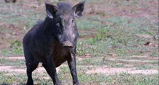 تعبیر خواب گراز وحشی سفید ، معنی دیدن گراز وحشی سفید در خواب چیست