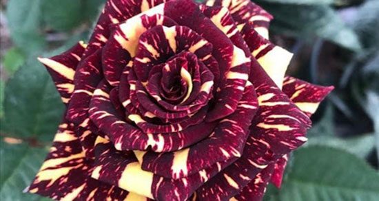 تعبیر خواب گل پژمرده ، معنی دیدن گل پژمرده در خواب های ما چیست