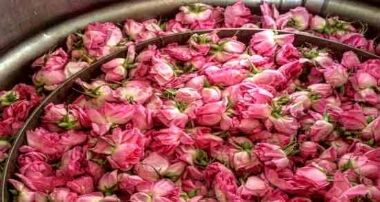 تعبیر خواب گلاب از امام صادق ، معنی گلاب در خواب های ما از نظر امام صادق چیست