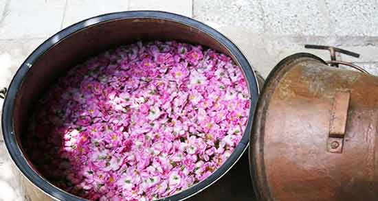 تعبیر خواب گلاب گرفتن چیست ، معنی گلاب گرفتن در خواب های ما چیست