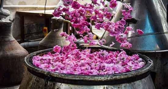 تعبیر خواب گلاب گیری ، معنی گلاب گیری در خواب های ما چیست