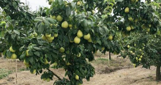 تعبیر خواب گلابی برای زن باردار ، معنی دیدن گلابی برای زن باردار در خواب