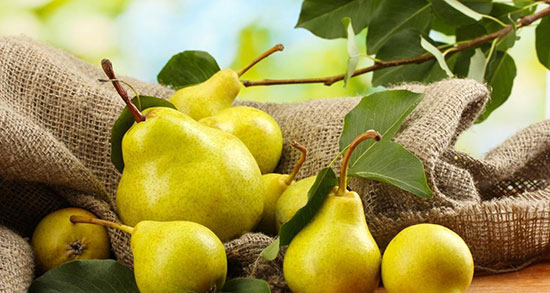 تعبیر خواب گلابی کال ، معنی دیدن گلابی کال در خواب های ما چیست