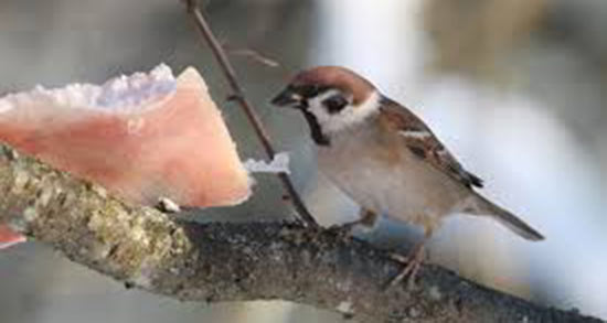 تعبیر خواب گنجشک در حال پرواز ، معنی دیدن گنجشک در حال پرواز در خواب تعبیر خواب گنجشک در حال پرواز ، معنی دیدن گنجشک در حال پرواز در خواب