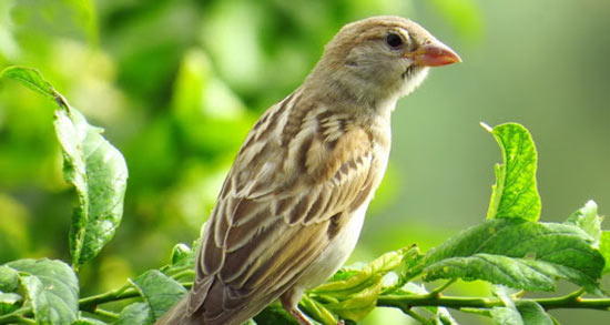 تعبیر خواب گنجشک سفید ، معنی دیدن گنجشک سفید در خواب های ما چیست