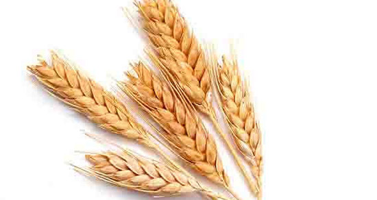 تعبیر خواب گندم برشته ، معنی دیدن گندم برشته در خواب های ما چیست