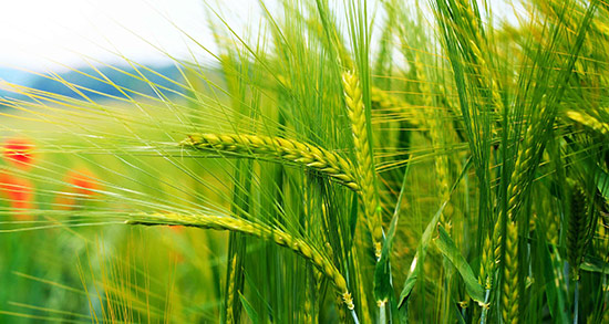 تعبیر خواب گندم جوانه زده ، معنی دیدن گندم جوانه زده در خواب های ما چیست