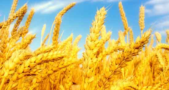 تعبیر خواب گندم درو کردن ، معنی گندم درو کردن در خواب های ما چیست