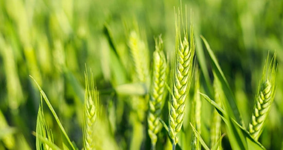 تعبیر خواب گندم زار ، معنی دیدن گندم زار در خواب های ما چیست