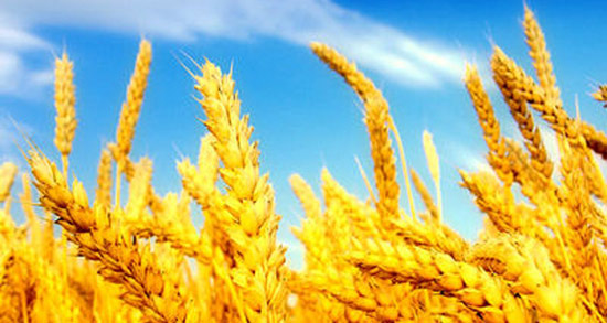 تعبیر خواب گندم سبزه ، معنی دیدن گندم سبزه در خواب های ما چیست