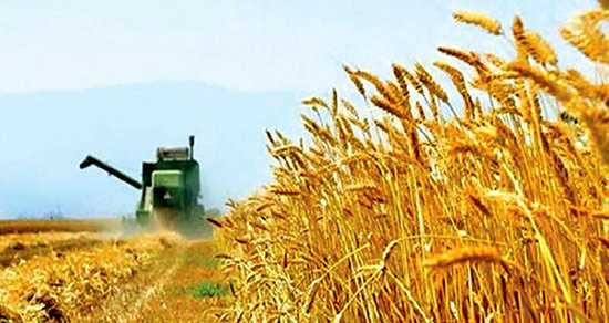 تعبیر خواب گندم سوخته ، معنی دیدن گندم سوخته در خواب های ما چیست