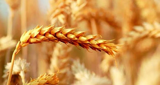تعبیر خواب گندم سیاه ، معنی دیدن گندم سیاه در خواب های ما چیست