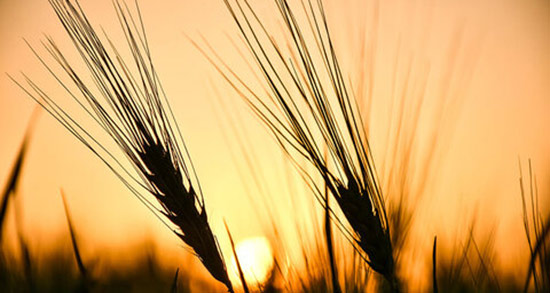 تعبیر خواب گندم و جو ، معنی دیدن گندم و جو در خواب های ما چیست