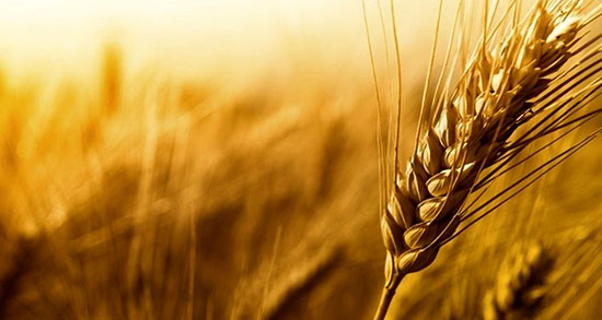 تعبیر خواب گندم پاشیدن ، معنی گندم پاشیدن در خواب های ما چیست