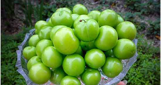 تعبیر خواب گوجه سبز ترش ، معنی دیدن گوجه سبز ترش در خواب های ما چیست