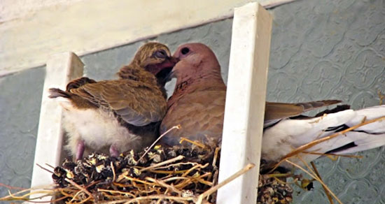 تعبیر خواب یاکریم و گنجشک ، معنی دیدن یاکریم و گنجشک در خواب ما چیست تعبیر خواب یاکریم و گنجشک ، معنی دیدن یاکریم و گنجشک در خواب ما چیست