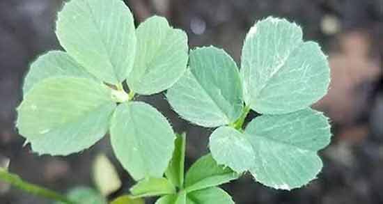 تفاوت برگ یونجه و شبدر ؛ چه تفاوت هایی بین برگ یونجه و شبدر وجود دارد