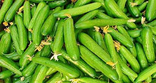 تلخی خیار از چیست ؛ ایا تلخی خیار به نوع بوته ی ان بستگی دارد