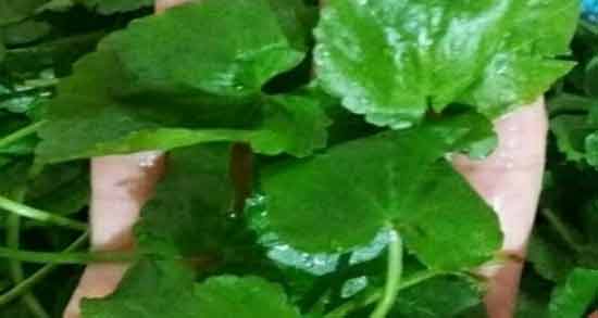 جایگزین چوچاق ؛ به جای سبزی چوچاق از چه سبزی می توان استفاده کرد؟