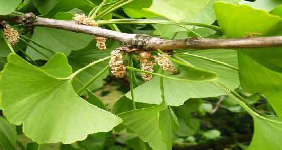 جینکوبیلوبا برای تقویت حافظه ؛ فواید استفاده از جینکوبیلوبا برای تقویت حافظه