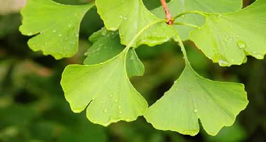 جینکوبیلوبا برای کودکان ؛ خواص و مضرات استفاده از جینکوبیلوبا برای کودکان