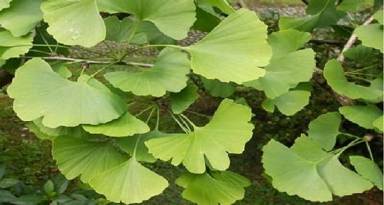 جینکوبیلوبا و اسکیزوفرنی ؛ فواید استفاده از جینکوبیلوبا برای بیماران مبتلا به اسکیزوفرنی