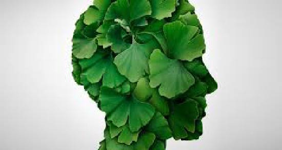 جینکوبیلوبا و حافظه ؛ جلوگیری از ابتلا به آلزایمر با مصرف جینکوبیلوبا
