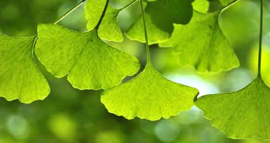 جینکوبیلوبا و ریزش مو ؛ تاثیر استفاده از جینکوبیلوبا برای درمان ریزش مو