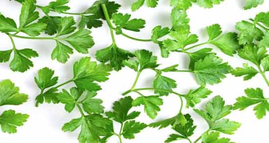 خاصیت آب گشنیز ؛ آشنایی با خواص درمانی آب گشنیز