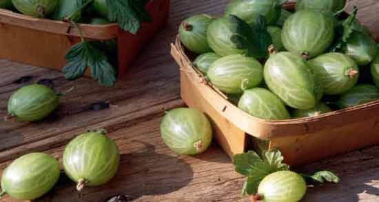 خاصیت انگور فرنگی ؛ همه چیز درباره خاصیت دارویی انگور فرنگی