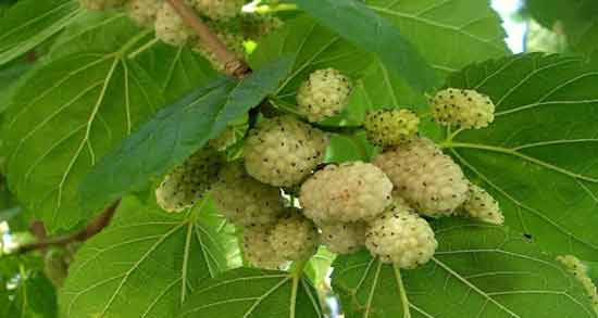 خاصیت برگ توت ؛ همه چیز درباره خواص دارویی و درمانی برگ توت
