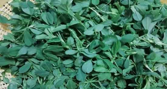 خاصیت برگ یونجه برای دیابت ؛ خواص درمانی مصرف برگ یونجه برای افراد دیابتی