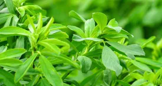 خاصیت برگ یونجه ؛ همه چیز درباره خواص دارویی و درمانی برگ یونجه