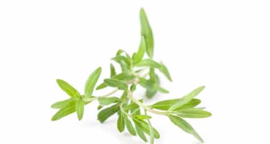 خاصیت و مضرات مرزه ؛ آشنایی با خواص درمانی و عوارض مصرف مرزه