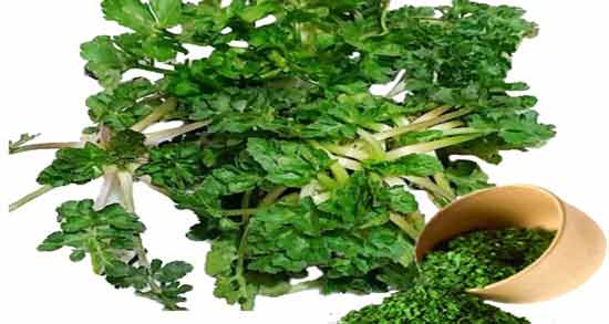 خاصیت چوچاق و همه چیز درباره خواص درمانی مصرف چوچاق خاصیت چوچاق ؛ همه چیز درباره خواص درمانی مصرف چوچاق