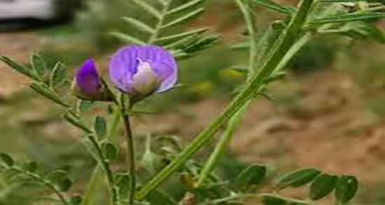 خاصیت گاودانه ؛ فواید مصرف گاودانه برای کبوتر + فواید دارویی گاودانه